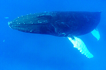 Humpback whale (Megaptera novaeangliae), adult underwater on the Silver Bank, Dominican Republic, Greater Antilles, Caribbean, Central America