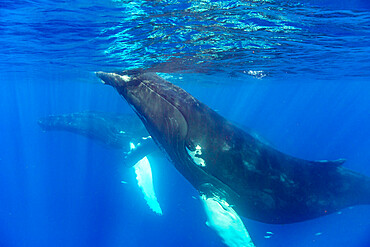 A pair of humpback whales (Megaptera novaeangliae), underwater on the Silver Bank, Dominican Republic, Greater Antilles, Caribbean, Central America