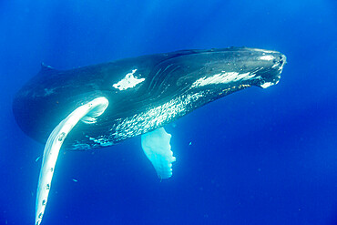 Humpback whale (Megaptera novaeangliae), adult underwater on the Silver Bank, Dominican Republic, Greater Antilles, Caribbean, Central America