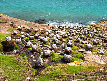 Black-browed albatross (Thalassarche melanophris), chicks at breeding colony on Saunders Island, Falklands, South America