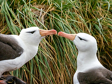 Adult black-browed albatrosses (Thalassarche melanophris), at breeding colony on West Point Island, Falklands, South America