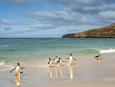 Gentoo penguin (Pygoscelis papua), adults coming back from feeding at sea on the beach at New Island, Falklands, South America