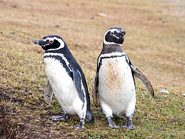 A pair of adult Magellanic penguins (Spheniscus magellanicus), near their burrow at Saunders Island, Falklands, South America