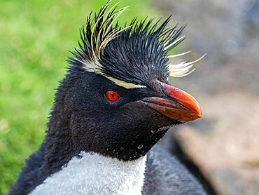 Adult southern rockhopper penguins (Eudyptes chrysocome), head detail on Saunders Island, Falklands, South America