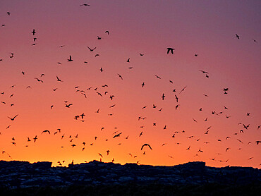 Hundreds of sooty shearwaters (Ardenna grisea), come to roost at sunset on Kidney Island, Falklands, South America