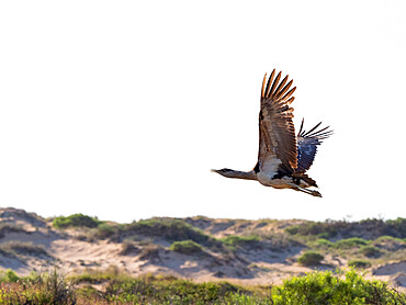 Adult Australian bustard (Ardeotis australis), taking flight at Cape Range National Park, Western Australia, Australia, Pacific