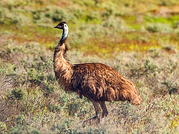 Adult emu (Dramaius novaehollandiae), in the bush at Cape Range National Park, Western Australia, Australia, Pacific