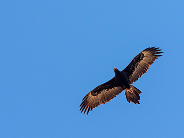 Adult wedge-tailed eagle (Aquila audax), in flight in Cape Range National Park, Western Australia, Australia, Pacific