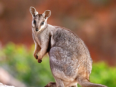 Adult black-footed rock wallaby (Petogale lateralis), in Cape Range National Park, Western Australia, Australia, Pacific