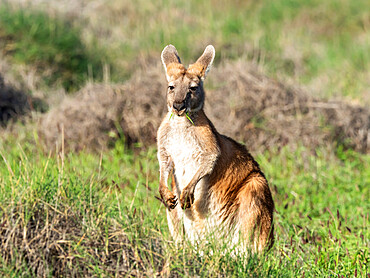 Adult red kangaroo (Macropus rufus), in Cape Range National Park, Western Australia, Australia, Pacific