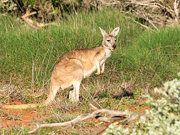 Adult red kangaroo (Macropus rufus), in Cape Range National Park, Western Australia, Australia, Pacific