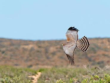 Adult spotted harrier (Circus assimilis), in flight in Cape Range National Park, Western Australia, Australia, Pacific