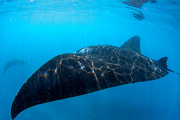 Adult reef manta ray (Mobula alfredi), swimming on Ningaloo Reef, Western Australia, Australia, Pacific