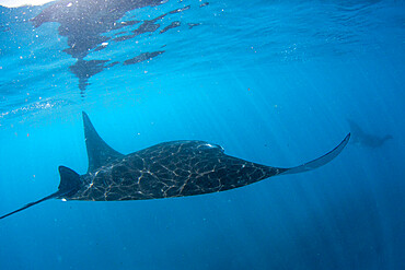 Adult reef manta ray (Mobula alfredi), underwater in Ningaloo Reef, Western Australia, Australia, Pacific