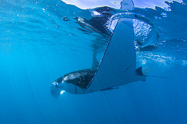 Adult reef manta ray (Mobula alfredi), underwater in Ningaloo Reef, Western Australia, Australia, Pacific