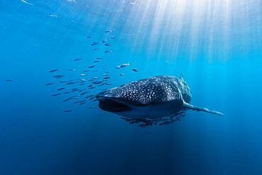 Adult whale shark (Rhincodon typus), underwater on Ningaloo Reef, Western Australia, Australia, Pacific