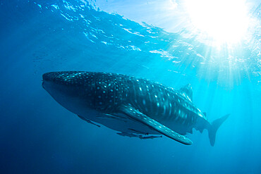 Adult whale shark (Rhincodon typus), underwater on Ningaloo Reef, Western Australia, Australia, Pacific