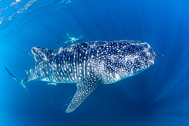 Whale shark (Rhincodon typus), underwater with snorkeler on Ningaloo Reef, Western Australia, Australia, Pacific