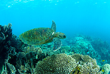 Adult green sea turtle (Chelonia mydas), underwater in Coral Bay, Western Australia, Australia, Pacific