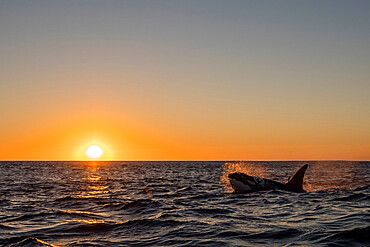 Adult male killer whale (Orcinus orca), surfacing at sunset on Ningaloo Reef, Western Australia, Australia, Pacific