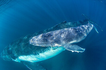 Humpback whale (Megaptera novaeangliae), mother with calf underwater on Ningaloo Reef, Western Australia, Australia, Pacific