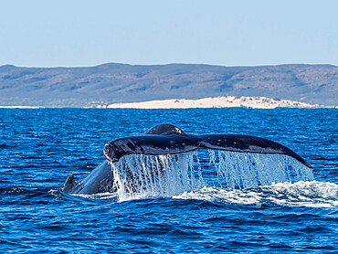 Adult humpback whale (Megaptera novaeangliae), flukes up dive on Ningaloo Reef, Western Australia, Australia, Pacific