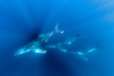 Humpback whales (Megaptera novaeangliae), swimming underwater on Ningaloo Reef, Western Australia, Australia, Pacific