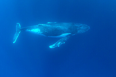 Humpback whale (Megaptera novaeangliae), swimming underwater on Ningaloo Reef, Western Australia, Australia, Pacific