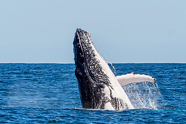 Humpback whale (Megaptera novaeangliae), adult breaching on Ningaloo Reef, Western Australia, Australia, Pacific