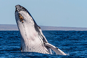 Humpback whale (Megaptera novaeangliae), adult breaching on Ningaloo Reef, Western Australia, Australia, Pacific