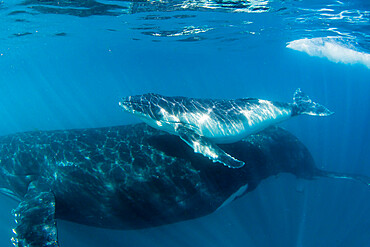 Humpback whale (Megaptera novaeangliae), mother and calf underwater, Ningaloo Reef, Western Australia, Australia, Pacific