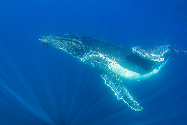 Humpback whale (Megaptera novaeangliae), mother and calf underwater, Ningaloo Reef, Western Australia, Australia, Pacific