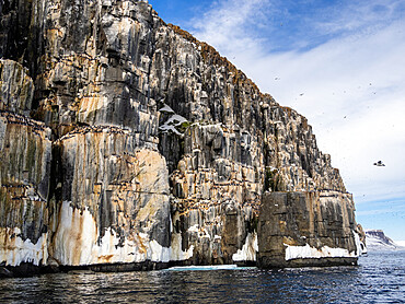 The famous bird cliffs at Alkefjellet, literally meaning Mountain of the Guillemots, Svalbard, Norway, Europe