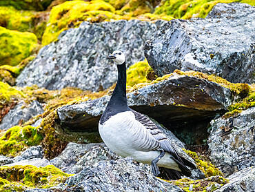 An adult barnacle goose (Branta leucopsis) on a hillside in Signehamna, Spitsbergen, Svalbard, Norway, Europe