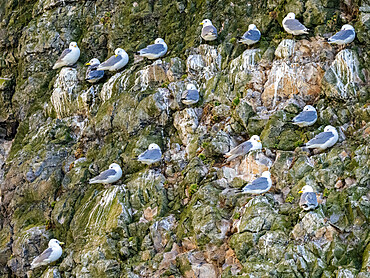 Adult black-legged kittiwakes (Rissa tridactyl) at a nesting site on Bjornoya, Svalbard, Norway, Europe