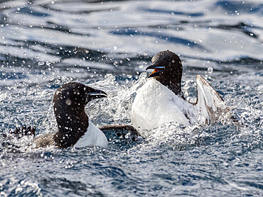 Adult Brunnich's guillemots (Uria lomvia) in a territorial dispute at Alkefjellet, Spitsbergen, Svalbard, Norway, Europe