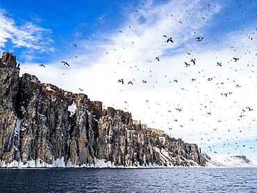 Adult Brunnich's guillemots (Uria lomvia) taking flight after a snow avalanche at Alkefjellet, Spitsbergen, Svalbard, Norway, Europe