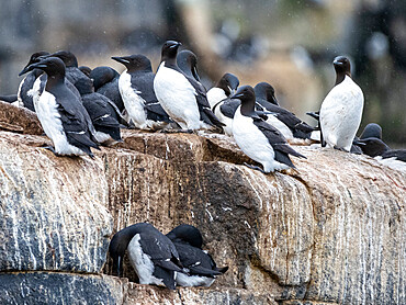 Adult Brunnich's guillemots (Uria lomvia) gathering on the cliffs at Alkefjellet, Spitsbergen, Svalbard, Norway, Europe