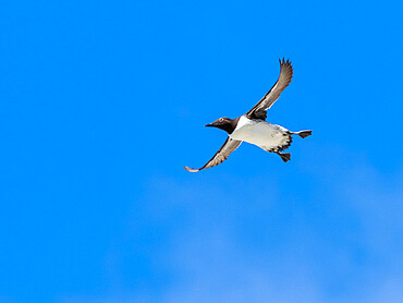 Adult common guillemot (Uria aalge) taking flight at nesting site on the cliffs at Bjornoya, Svalbard, Norway, Europe