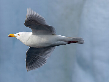 Adult glaucous gull (Larus hyperboreus) in flight against snow-covered cliffs at Bjornoya, Svalbard, Norway, Europe