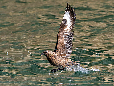 An adult great skua (Stercorarius skua) taking flight at Bjornoya, Svalbard, Norway, Europe