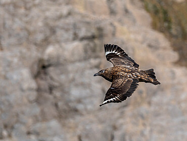 An adult great skua (Stercorarius skua) in flight at Bjornoya, Svalbard, Norway, Europe