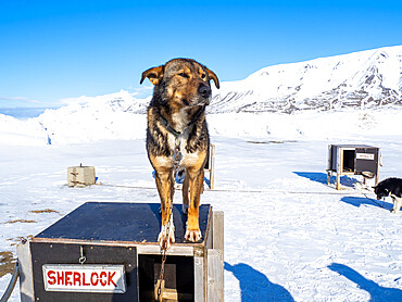 Camp Barentz, a dog sled training area just outside of Longyearbyen, Svalbard, Norway, Norway, Europe