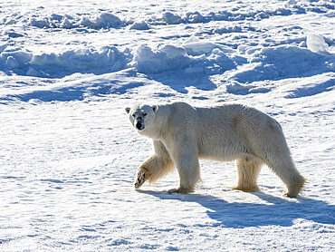 An adult male polar bear (Ursus maritimus) walking on the fast ice edge in Storfjorden, Svalbard, Norway, Europe