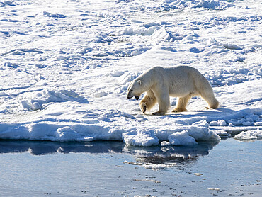 An adult male polar bear (Ursus maritimus) walking on the fast ice edge in Storfjorden, Svalbard, Norway, Europe