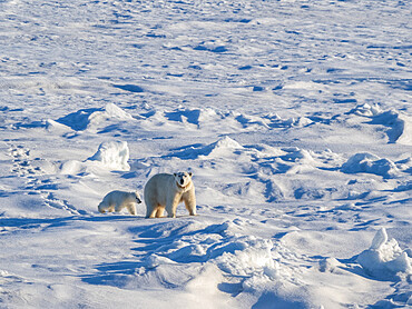 A mother polar bear (Ursus maritimus) with her COY (cub of year) walking on the fast ice edge, Storfjorden, Svalbard, Norway, Europe