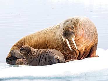 Mother walrus (Odobenus rosmarus) with calf hauled out on an ice floe near Storoya, Svalbard, Norway, Europe