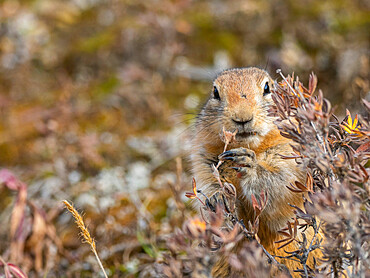 An adult Arctic ground squirrel (Urocitellus parryii) feeding in the brush at Denali National Park, Alaska, United States of America, North America