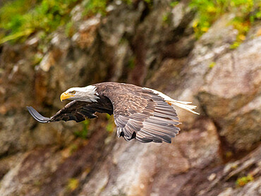 An adult bald eagle (Haliaeetus leucocephalus) taking flight from a rock, Kenai Fjords National Park, Alaska, United States of America, North America