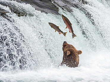 An adult brown bear (Ursus arctos) fishing for salmon at Brooks Falls, Katmai National Park and Preserve, Alaska, United States of America, North America